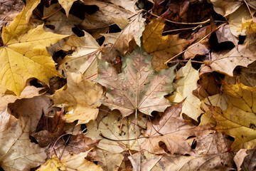 Nahaufnahme von herbstlich gefärbten, gefallenen Ahornblättern