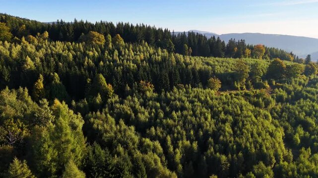 An aerial view of an evergreen pine forest in autumn in Redwood National Park, California, USA. A drone flies over the wild forest. The view extends to the treetops.