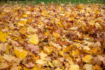 Nahaufnahme von herbstlich gefärbten, gefallenen Ahornblättern