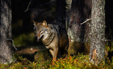 A wolf in Finland in September 2025