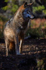 A wolf in Finland in September 2025