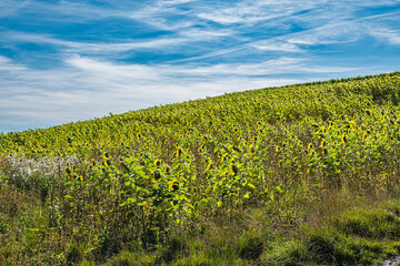 A sunflower field along a hike on Jakobsberg in Rheinhessen near Gau-Algesheim