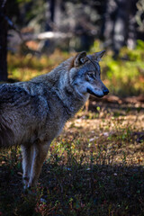 A wolf in Finland in September 2025