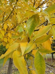 Bright yellow leaves on tree branches in a park during autumn season