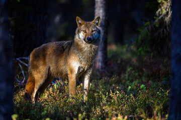 A wolf in Finland in September 2025