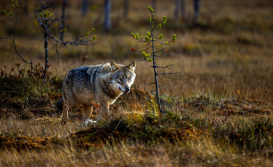 A wolf in Finland in September 2025