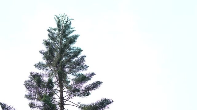 Serene Outdoor Scene Tall Evergreen Tree with Lush Green Foliage Against Bright Sky, Evoking Peaceful Atmosphere and Tranquility in Natures Embrace