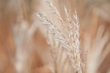 traw ozdobna- tło © anix