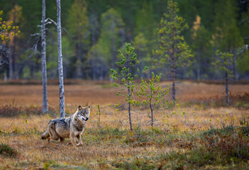 A wolf in Finland in September 2025