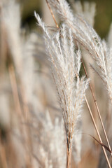 traw ozdobna- tło © anix