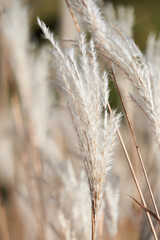 traw ozdobna- tło © anix