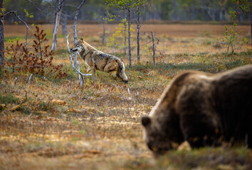 A wolf in Finland in September 2025
