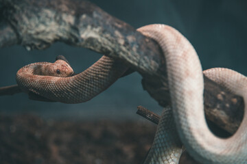Snake