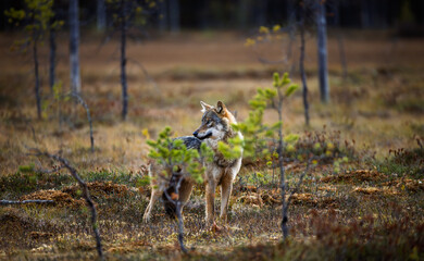 A wolf in Finland in September 2025