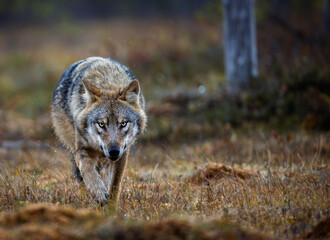 A wolf in Finland in September 2025
