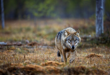 A wolf in Finland in September 2025