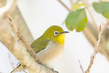 Close-up of a cute Japanese White-eye perched on a branch 枝に佇む可愛らしいメジロのクローズアップ
