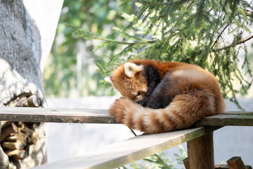 Fototapeta premium Red Panda curled up and sleeping on a wooden platform 木の枝の上で丸くなって眠るレッサーパンダ