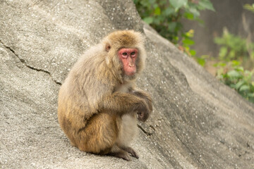 Japanese Macaque sitting on a rock 岩の上で座り込むニホンザル