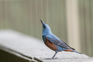 Male Blue Rock Thrush perched and looking up 青く美しい羽を持つイソヒヨドリのオス