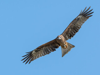 Black Kite soaring gracefully with wings spread against a blue sky  青空を背景に羽を広げて優雅に飛ぶトビ（猛禽類）