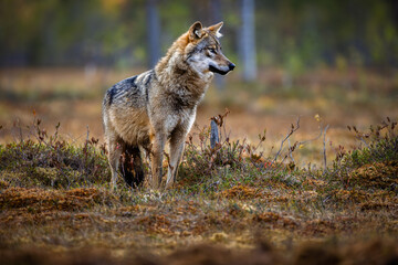 A wolf in Finland in September 2025