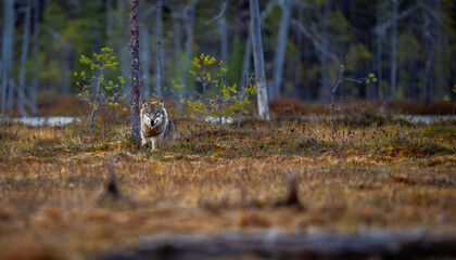 A wolf in Finland in September 2025