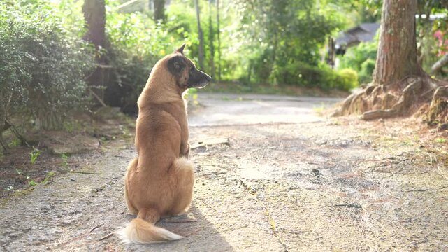Dog Walking Along Sunlit Path Surrounded by Greenery, Fluffy Tail Wagging in Peaceful Outdoor Scene, Evoking Calm and Tranquility Amidst Natures Beauty