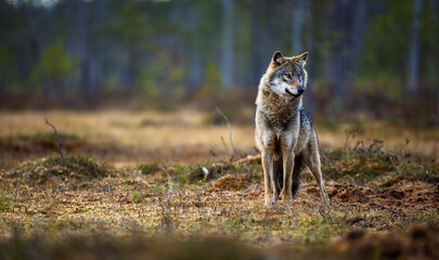 A wolf in Finland in September 2025