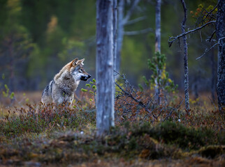 A wolf in Finland in September 2025
