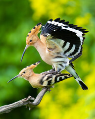 Eurasian hoopoe / Wiedehopf (Upupa epops) © Hannes Bonzheim