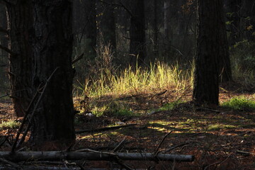 Sunlit green grass among tall trees in the forest