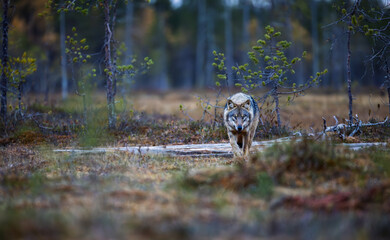 A wolf in Finland in September 2025