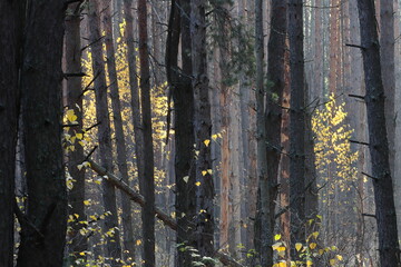 Young birches with yellow leaves among tall pines