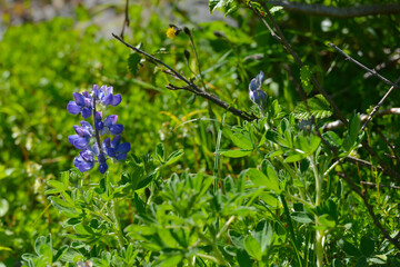 Wild lupine flowering on an Alaskan hillside, nature at its best on a summers day outdoors.