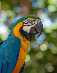 Obraz premium Vibrant Blue and Yellow Macaw Portrait with Bokeh Background