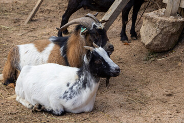 Obraz premium Two goats lying side by side on soft dirt inside a rustic pen, showing attentive ears and patterned coats; the candid farm portrait captures gentle domesticity, texture and pastoral atmosphere.