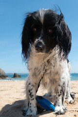 Close up shot of beautiful spaniel dog as she stands alert on the beach at the seaside on a sunny summers day..