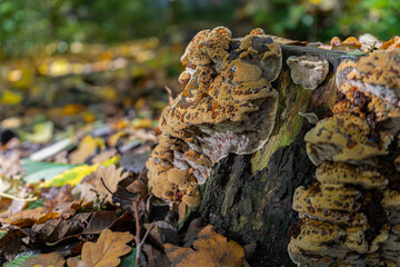 Pilze im Herbstwald
