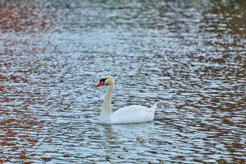 beautiful white swan swims in a pond