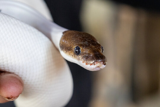 Close-up of a pale ball python coiled gently around a handler&rsquo;s hand, showcasing smooth scales, calm expression and detailed reptile texture in soft indoor light.