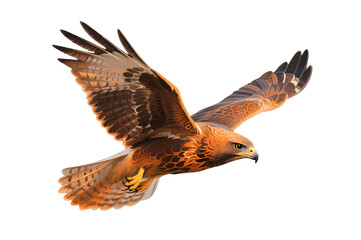 Hawk soaring through the air with wings spread wide