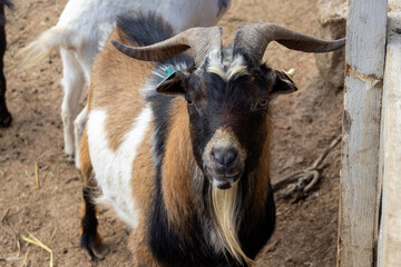 Fototapeta premium Goat standing quietly in a pen, framed by slats and earth; steady stance and attentive eyes convey calm resilience of farm animals in a rustic enclosure environment.
