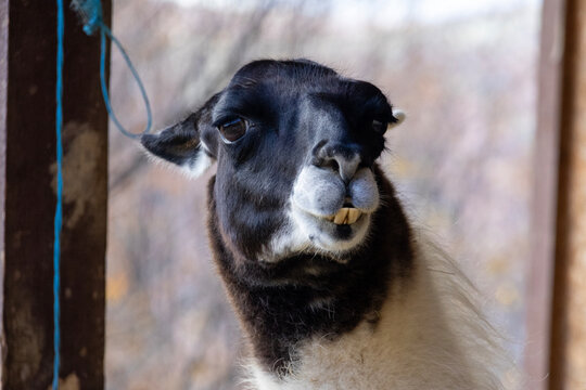 Close-up portrait of a curious llama with soft fur and gentle eyes in a rustic wooden pen. The image captures the calm nature and rural charm of South American farm animals.