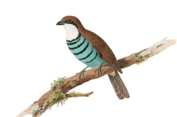 Colorful bird perched on a branch with blue stripes