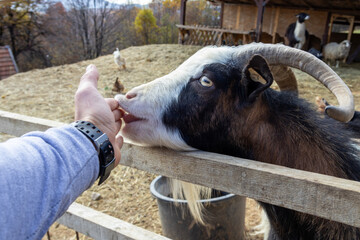 Person feeding a friendly goat over a wooden fence; close interaction shows human-animal...