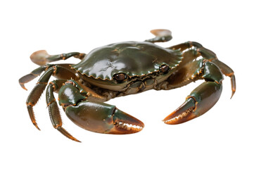 Fresh crab with claws ready for cooking and eating