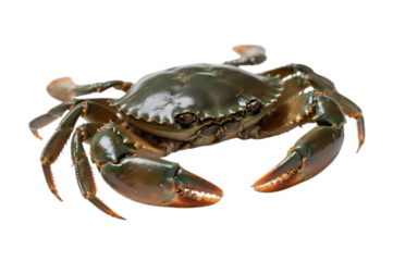 Fresh crab with claws ready for cooking and eating