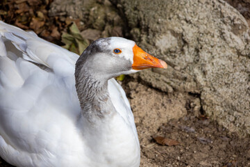 Goose resting beside rocky bank with alert gaze; natural outdoor portrait emphasizes bright orange beak and feather texture, useful for farm animal, wildlife and nature editorial use.