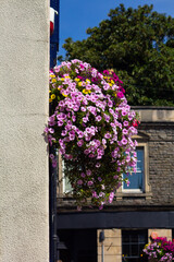 Hanging basket full of bright pink petunia flowers, cheering up the side of a building making it look attractive and welcoming.